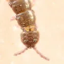 Anurophorus near-septentrionalis - photo 5