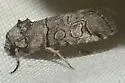 Anycteola fotelloides - Hodges#9840
