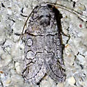 Anycteola fotelloides - Hodges#9840 - photo 4