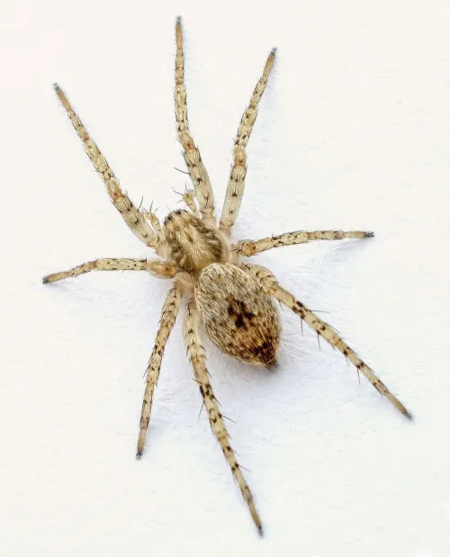 Anyphaena accentuata