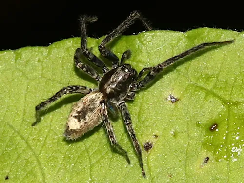 Anyphaena accentuata - photo 2