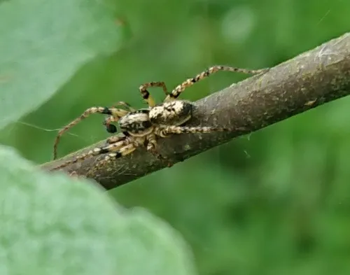 Anyphaena accentuata - photo 3