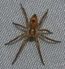 Anyphaena accentuata - photo 5