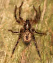 Anyphaena aperta