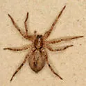 Anyphaena aperta - photo 2