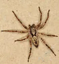 Anyphaena aperta - photo 3