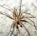 Anyphaena californica - photo 3