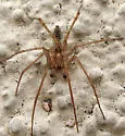 Anyphaena californica - photo 4