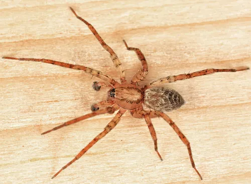 Anyphaena celer - Anyphaena celer