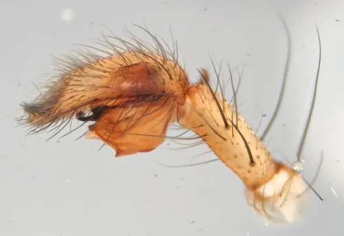 Anyphaena numida