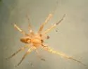 Anyphaena pectorosa - Anyphaena pectorosa