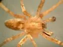 Anyphaena pectorosa - photo 2