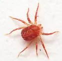 Whirligig Mite