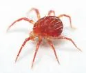 Whirligig Mite - photo 2