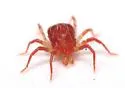 Whirligig Mite - photo 3