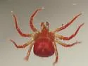 Whirligig Mite - photo 4