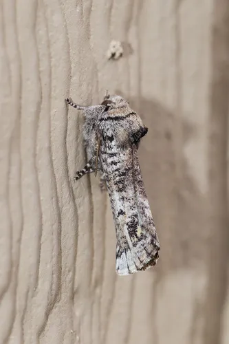 Aon Moth - Hodges#8954