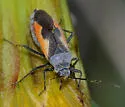 Aoplonemella festiva - Aoplonemella festiva
