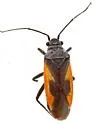 Aoplonemella festiva - photo 2