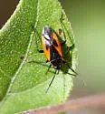 Aoplonemella festiva - photo 4