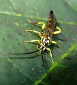 Aoplus confirmatus - Aoplus confirmatus