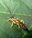 Aoplus confirmatus - photo 2
