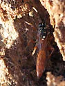 Aoplus confirmatus - photo 3