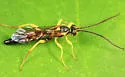 Aoplus confirmatus - photo 5