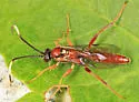 Aoplus pseudovelox - photo 2