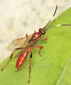 Aoplus velox - photo 3