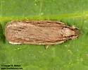 Apachea barberella - Hodges#0947