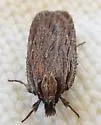 Apachea barberella - Hodges#0947 - photo 4