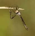 Thin-legged Pixie - photo 2