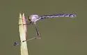 Thin-legged Pixie - photo 3
