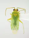Apachemiris areolatus
