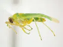 Apachemiris areolatus - photo 2