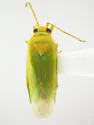 Apachemiris areolatus - photo 4