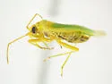 Apachemiris areolatus - photo 5