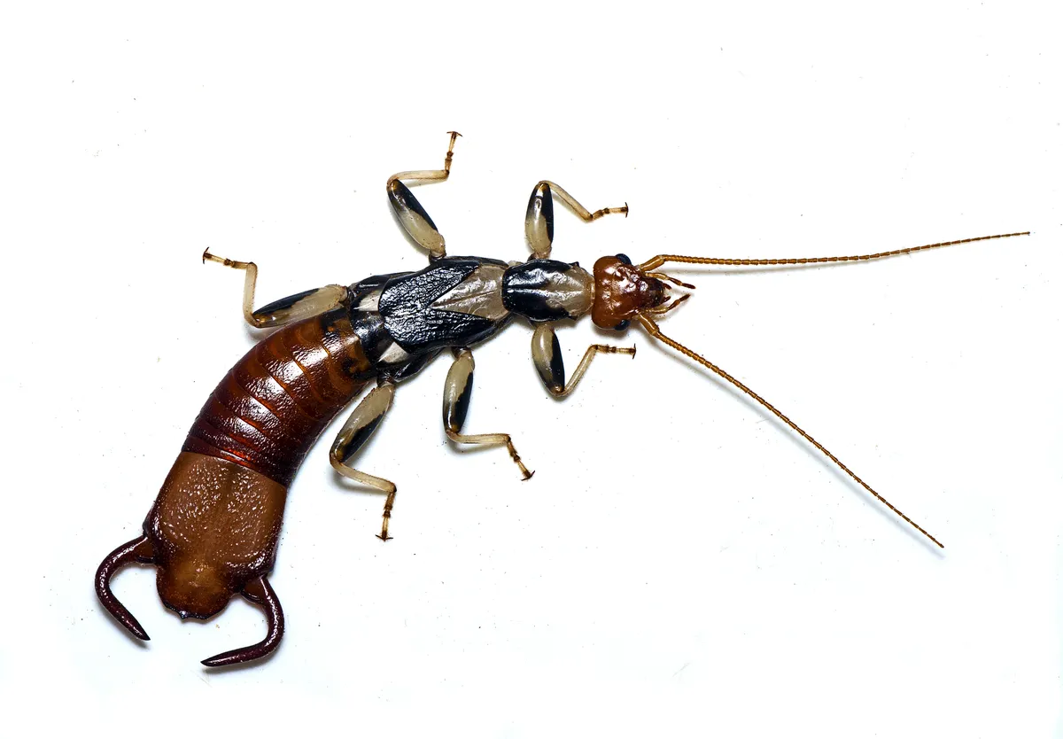 Apachyidae - photo 3