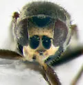 Apallates coxendix