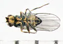 Apallates coxendix - photo 3