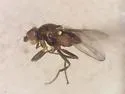 Apallates coxendix - photo 4