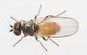 Apallates neocoxendix