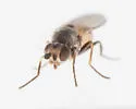 Apallates neocoxendix - photo 2