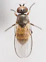 Apallates neocoxendix - photo 3
