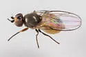 Apallates neocoxendix - photo 4
