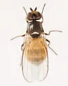 Apallates neocoxendix - photo 5