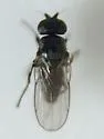 Apallates particeps - photo 4