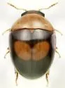 Apallodes princeps