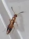 Apalonia seticornis - photo 3